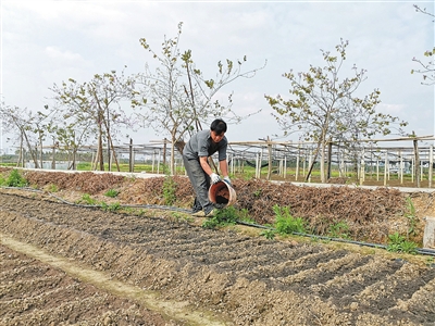 李建輝在給蔬菜施肥。